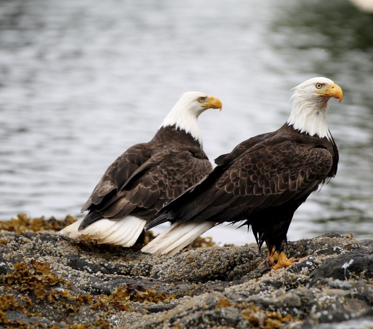 Bald Eagles on Wildlife Tours Vancouver Island