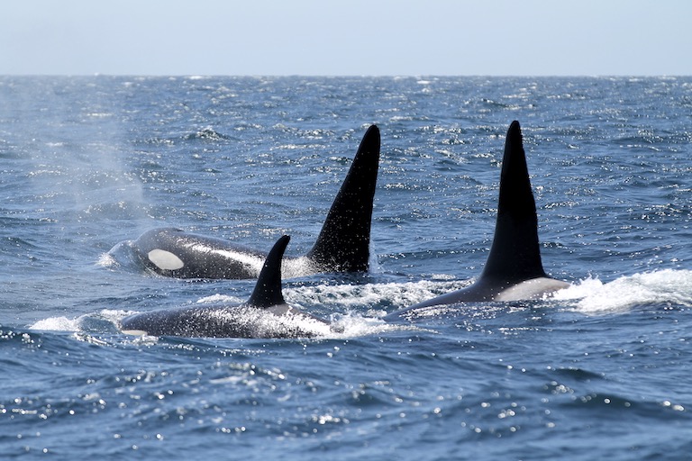 Pod of Killer whales seen from Whale Watching Tour.