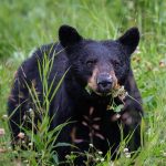 Black Bear on Bear Tours Vancouver Island