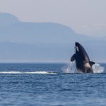 Female Killer Whales Breach