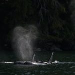 A pod of Biggs Orca in the Discovery islands.