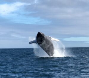 Humpback whale jumping