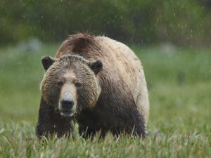 Grazing grizzly Bear