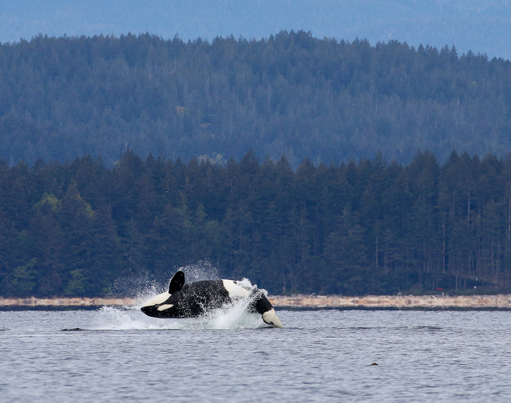Biggs Killer Whale back flip