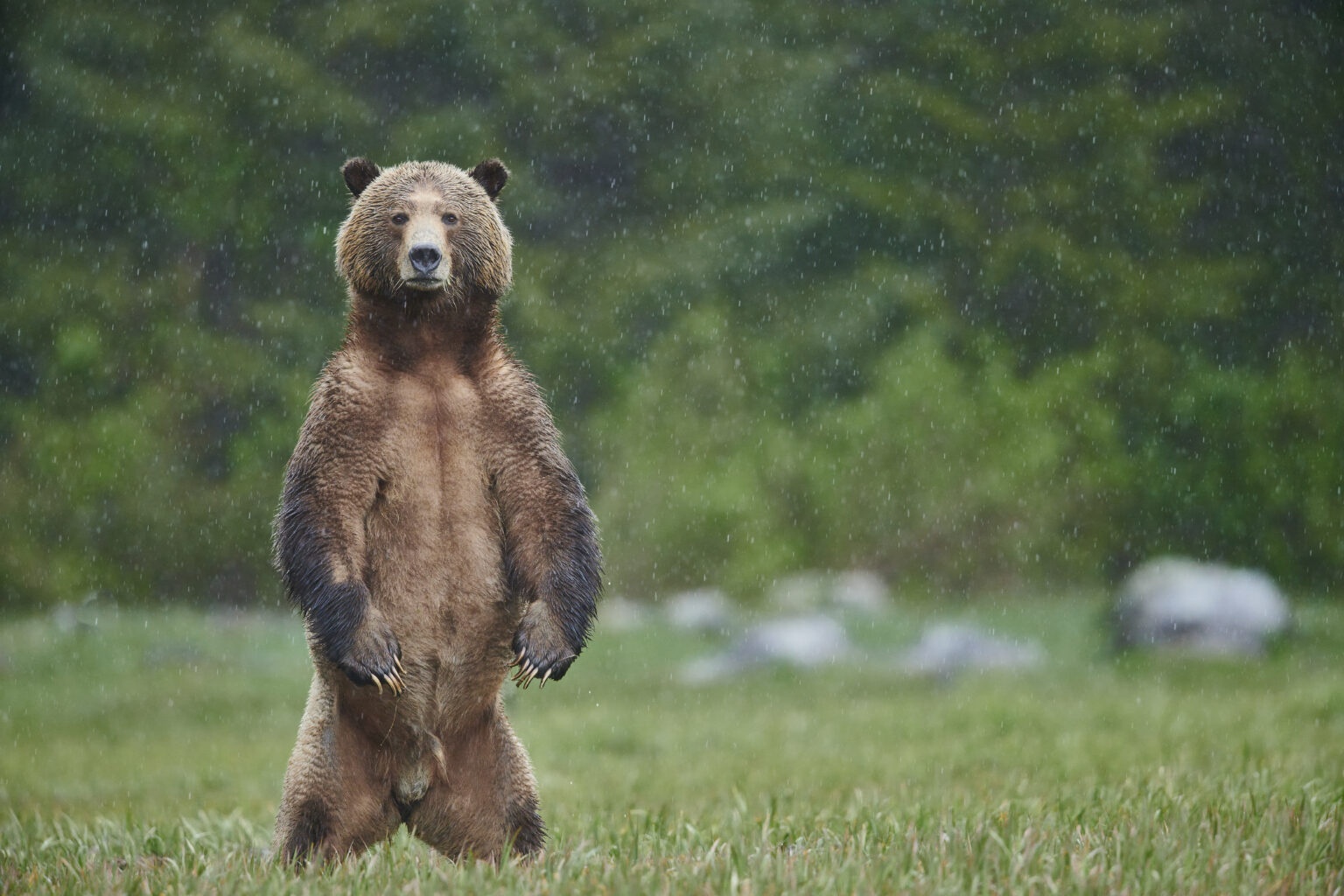 Boar Grizzly Bear Standing up on hind legs