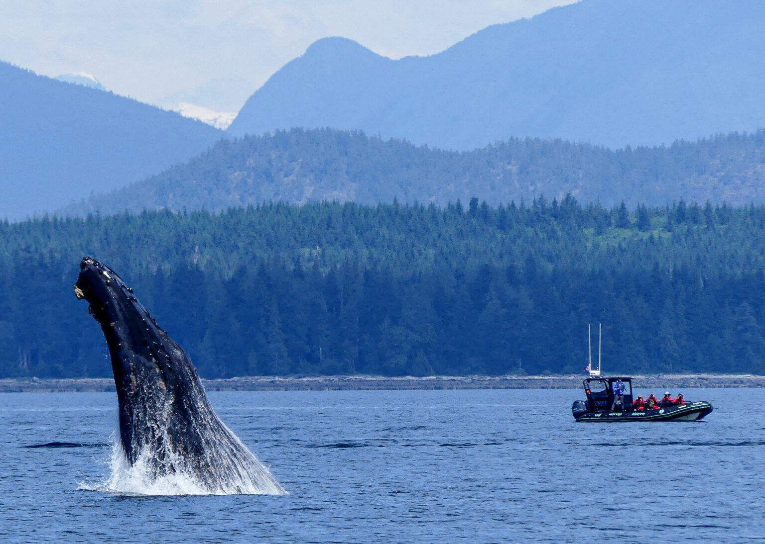 Breaching Humpback Whale in foreground with Wild Waterways Advenutre's zodiac in the background