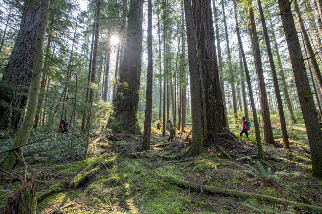 Old Growth Forest hike on Vancouver Island