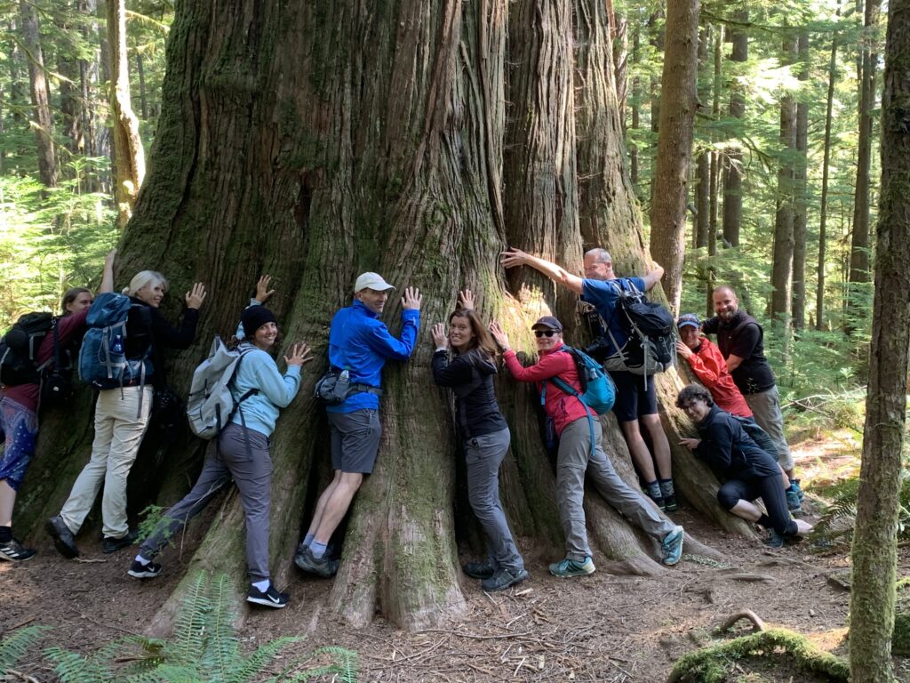 Tree hugging an ancient redcedar that is approximately 900 years old