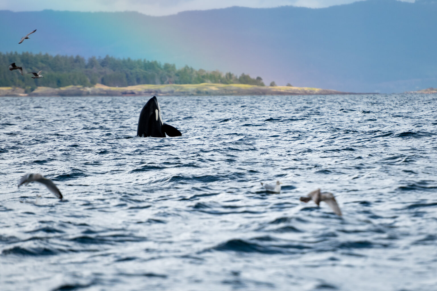 Orca Whale spy hopping under a rainbow