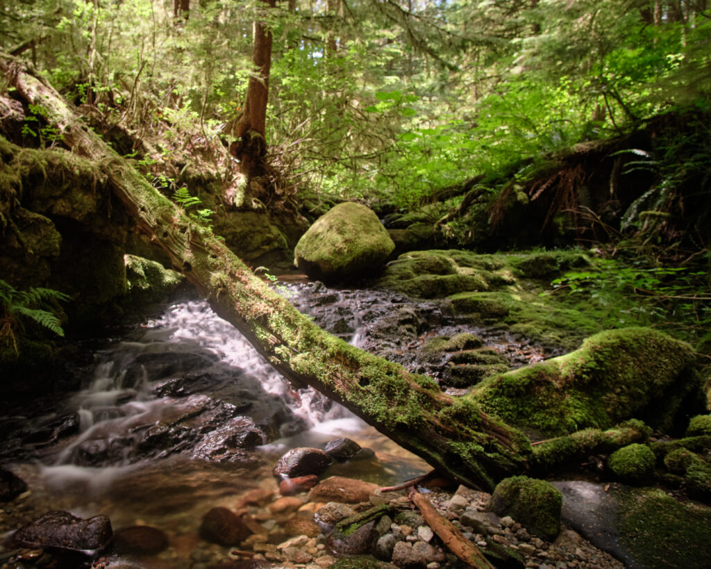 Small creek in the Great Bear Rainforest