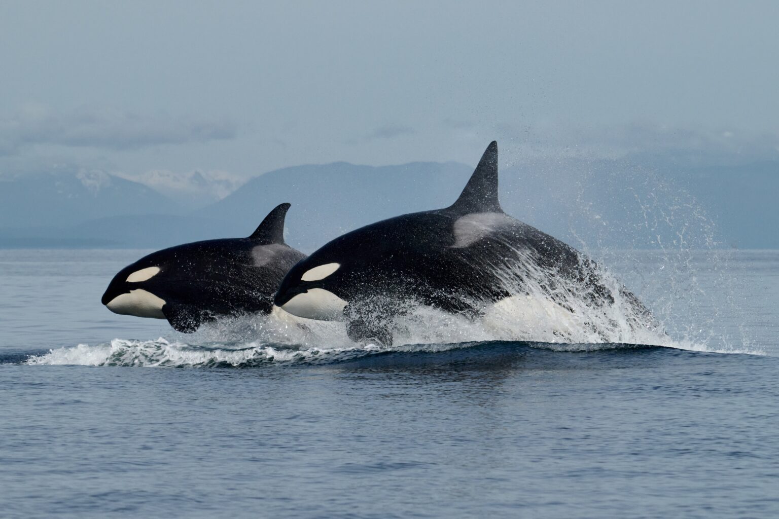 Comox Whale Watching Biggs Orca females breaching