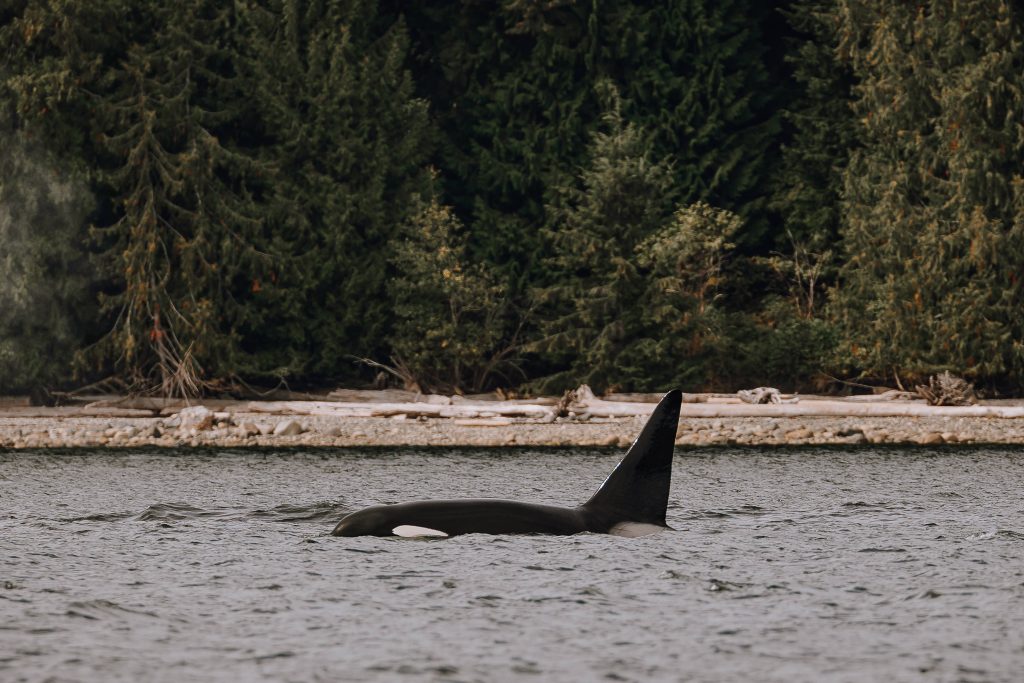 An orca with a tall dorsal fin swims near the shoreline, partially submerged in water, with dense evergreen trees in the background.