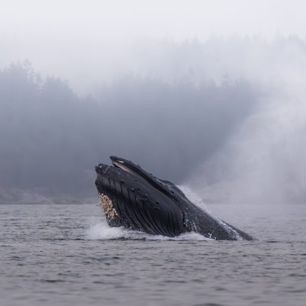 A humpback whale partially emerges from the water with its mouth open, creating a splash. Misty forested hills and fog are visible in the background.