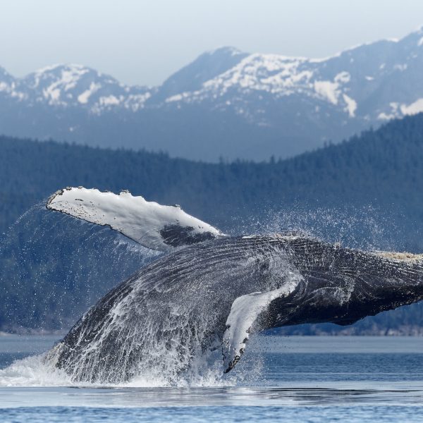 A humpback whale leaps out of the water with its fins extended, creating a splash, with forested hills and snow-capped mountains in the background.