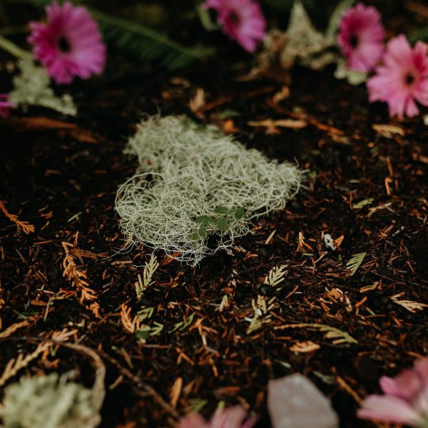 A patch of moss sits on dark soil, surrounded by scattered pink flowers, green fern leaves, and small pieces of wood outdoors.