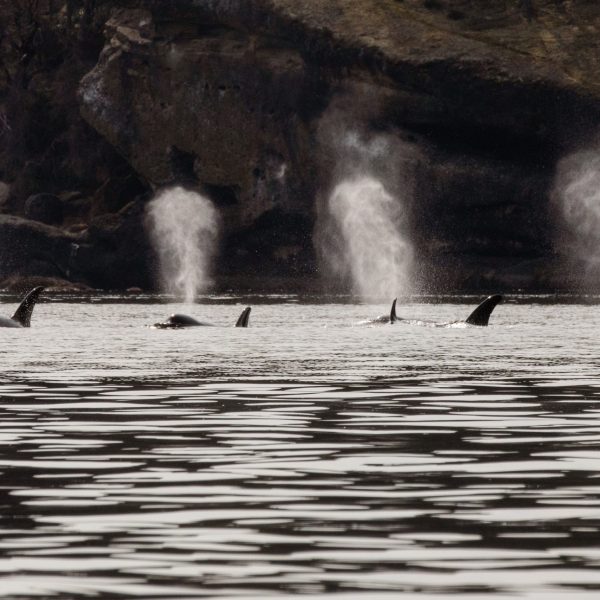 Orca pods
