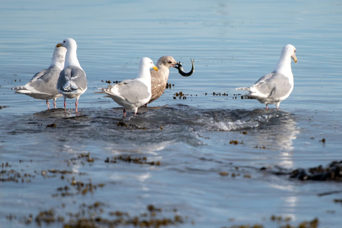 Gulls eating Herring Spawn