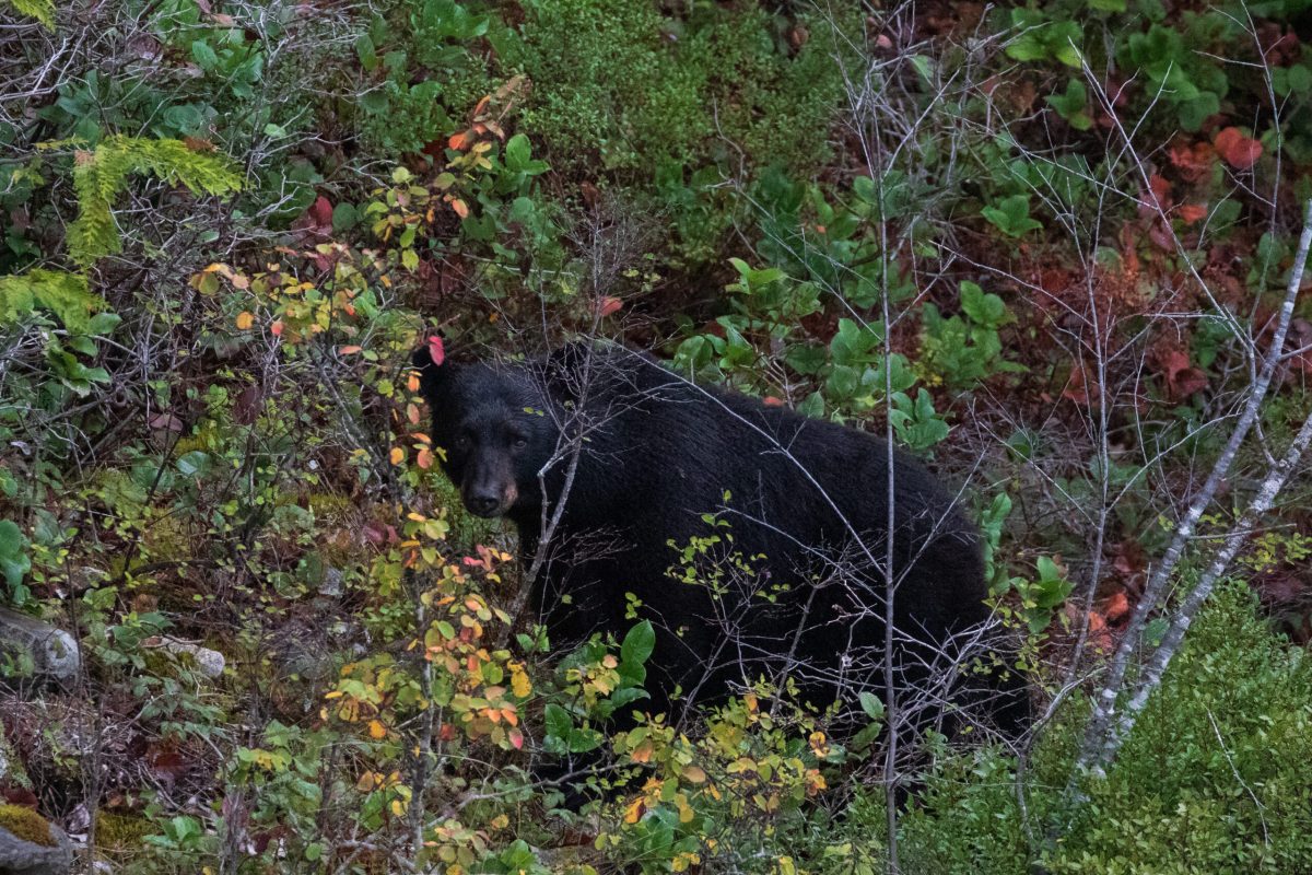 Black Bear in fall colours