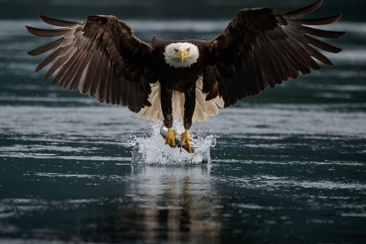 Bald Eagle Photo Workshop. A bald eagle with outstretched wings skims over dark water, lifting off with its talons just above the surface, creating a small splash and reflection below.