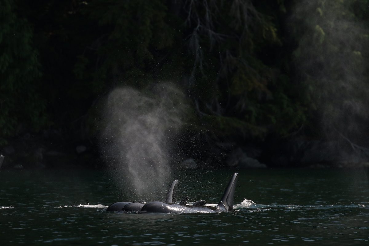 A pod of Biggs Orca in the Discovery islands.