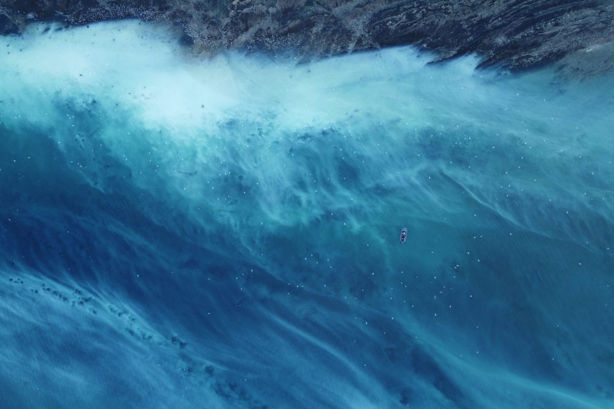 Pacific Herring Spawn Comox on Wild Waterways Adventures