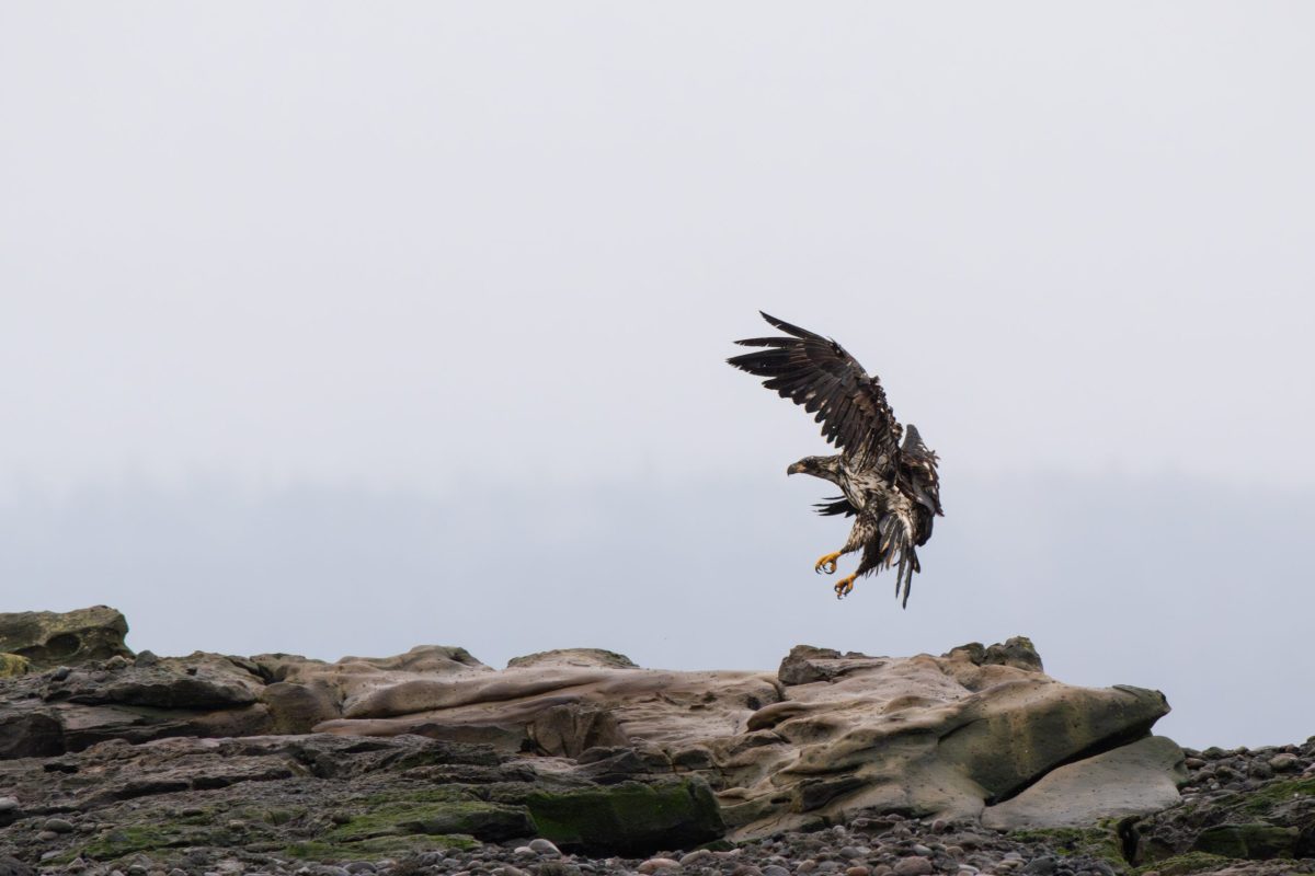 Comox herring tours. A large bird of prey with mottled brown and white feathers descends to land on rocky terrain, wings spread wide and talons extended, with a foggy, gray sky in the background.