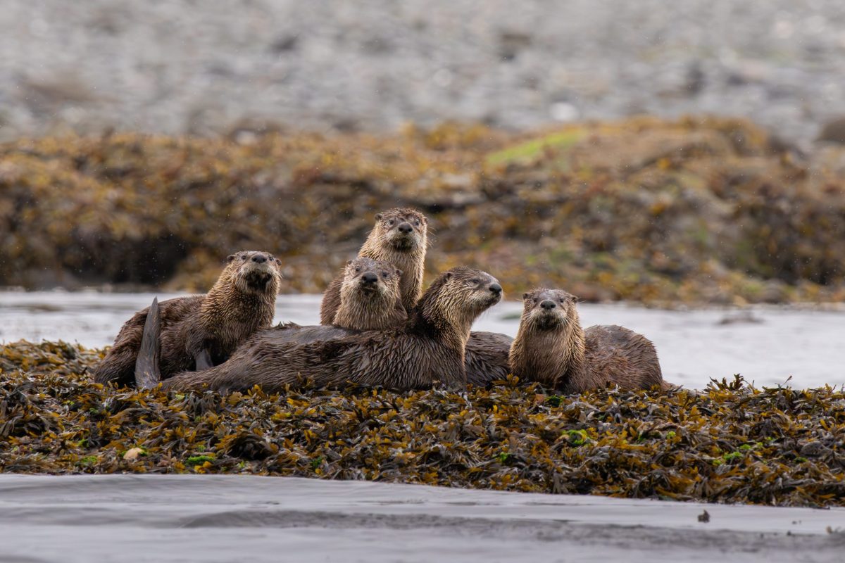 Comox herring photography tours Five otters rest closely together on seaweed-covered rocks near the water’s edge, looking alert and surrounded by a misty, natural shoreline.