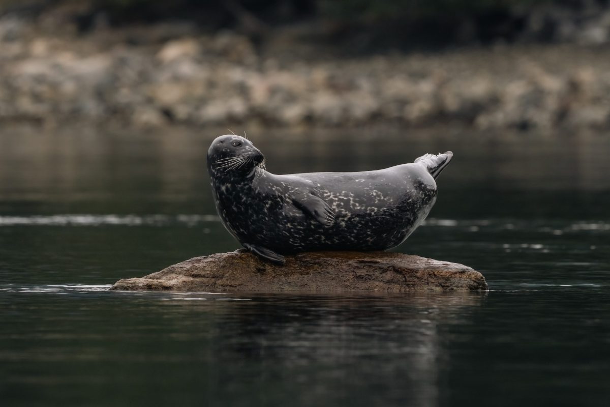 A harbor seal with speckled gray fur rests on a small rock surrounded by calm water, with a blurred rocky shoreline in the background.