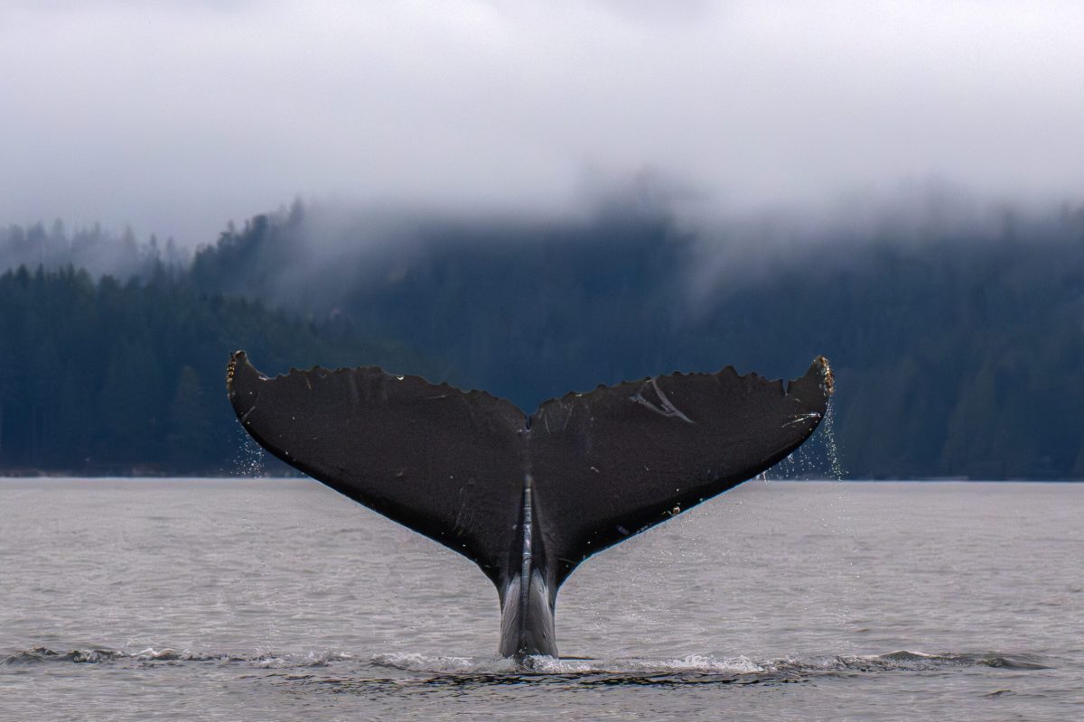 Campbell River Whale Watching