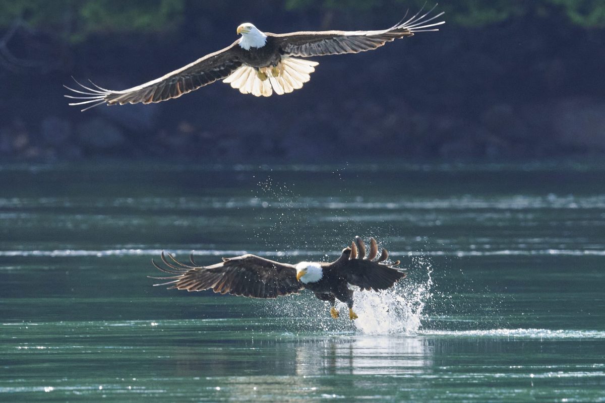 Two Bald Eagle's in flight fishing for Hake in the tidal rapids