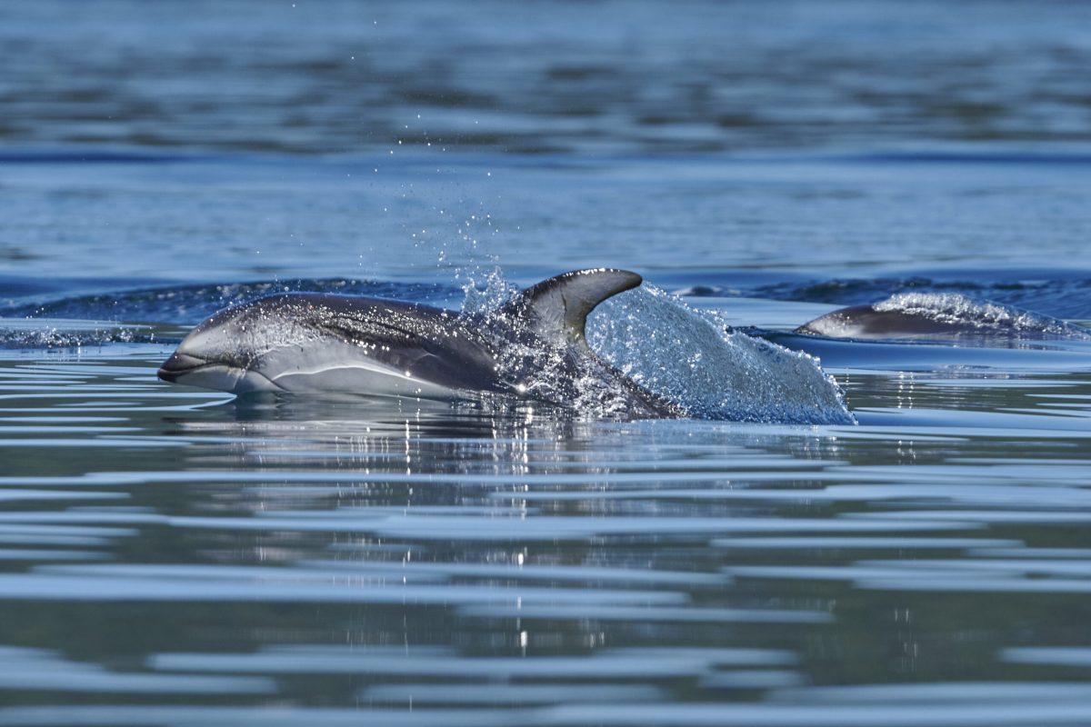 Pacific white-sided dolphins in the Discovery Islands