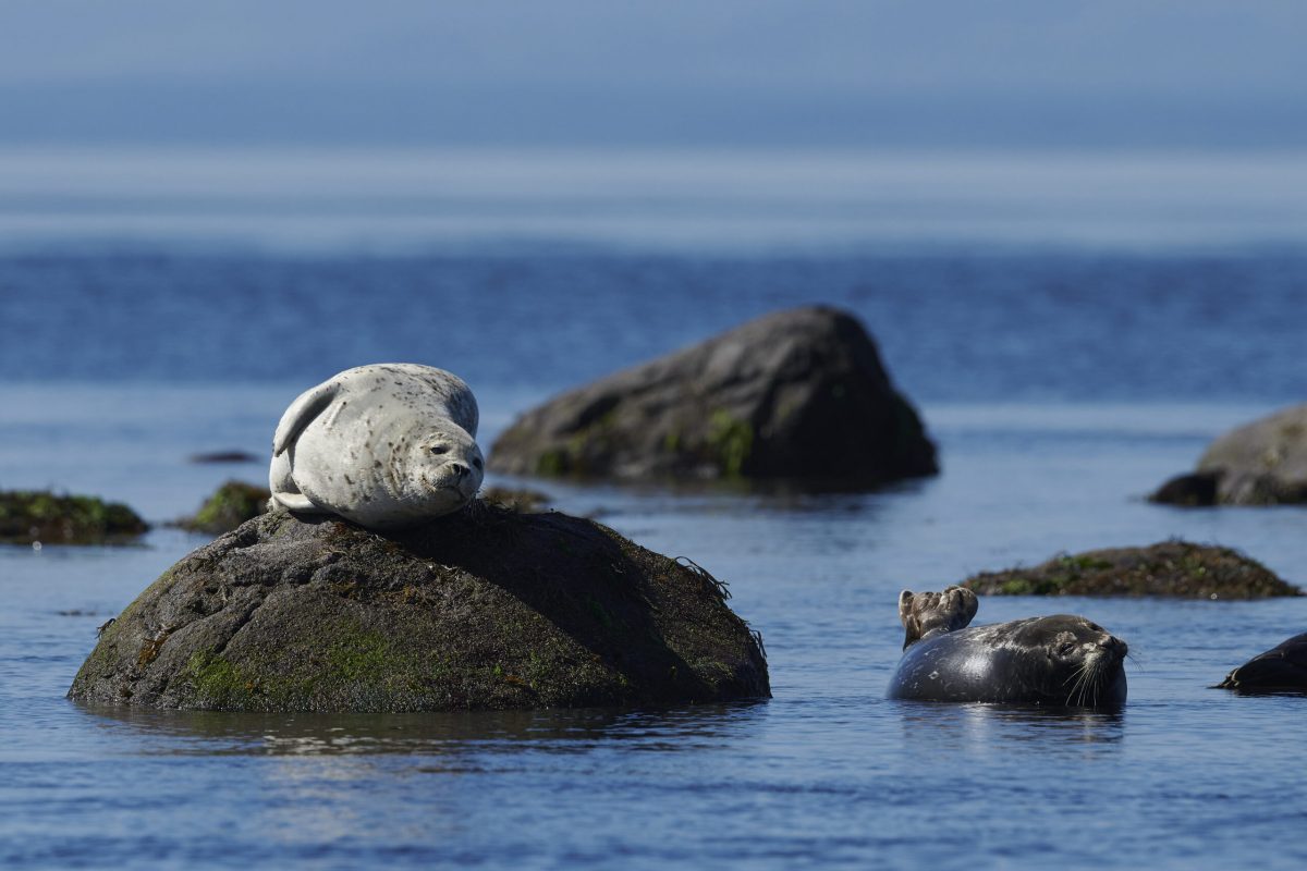 White Harbour seal