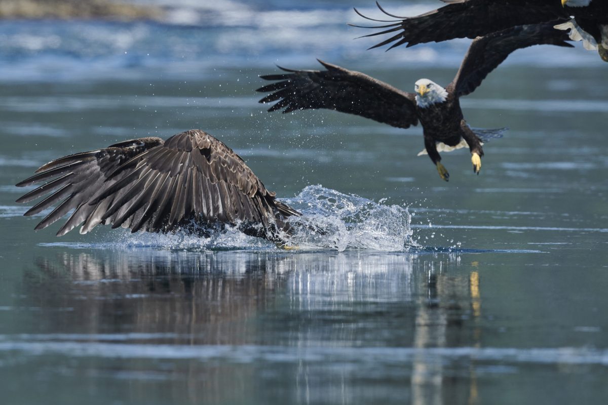Bald Eagles fishing for Hake in the tidal Rapids