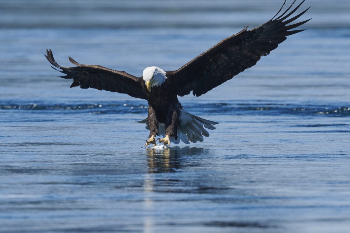 Bald Eagle fishing for Hake