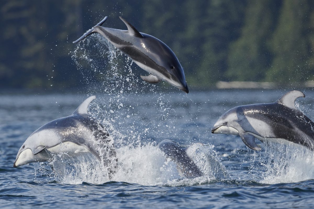 Breaching Pacific white sided dolphins playing around