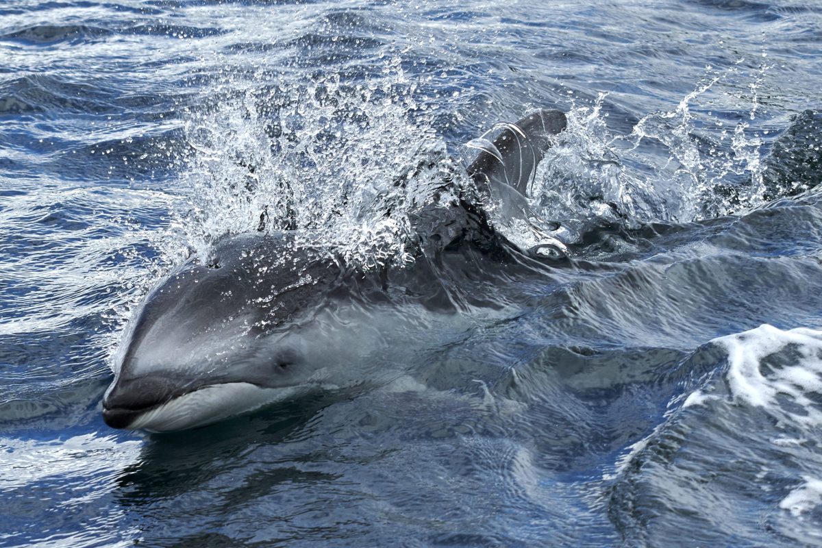 A dolphin swims just below the water’s surface, creating a splash as it breaks through the waves in the ocean.