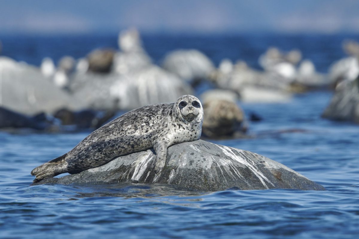 A spotted harbor seal rests on a large gray rock surrounded by blue water and other rocks, with a blurred background of more seals and rocks.
