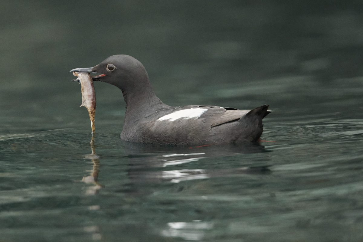 Pigeon Guillemot's eating a stickleback