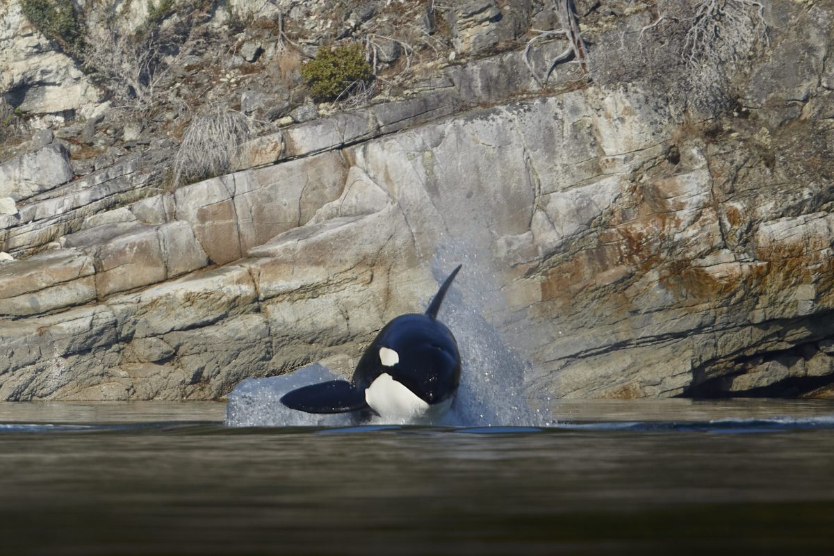 Rocky a big Male Biggs Orca Whale