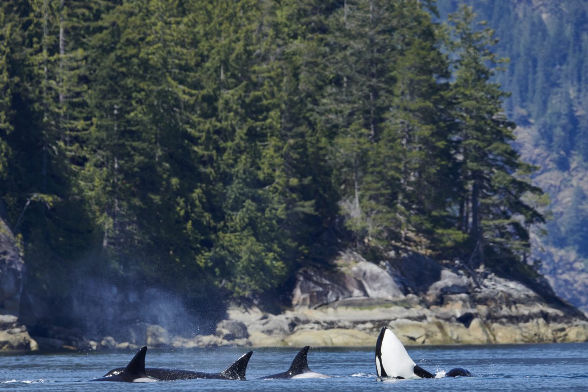 Biggs Orca having a family reunion singing, playing, having so much fun!