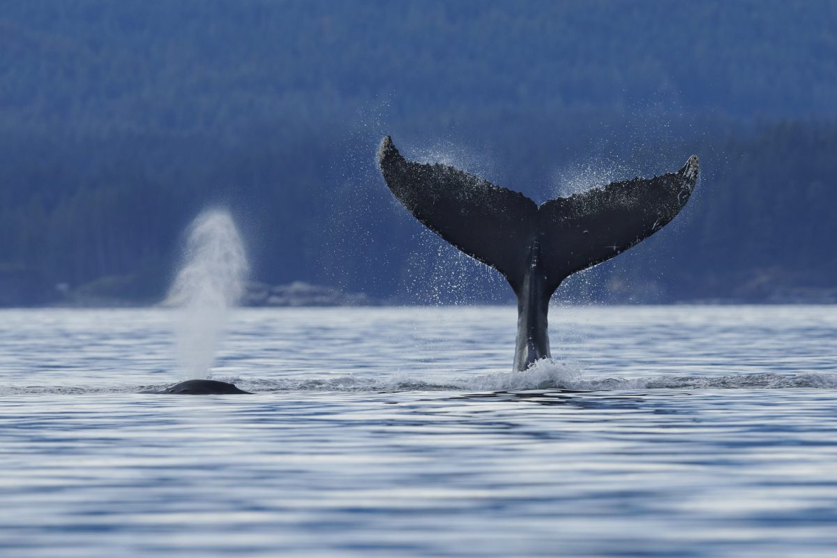 Humpback Whale Harlequin and friend tale slapping