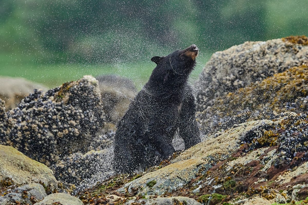 Black Bear shaking off after a swim on a bear tour