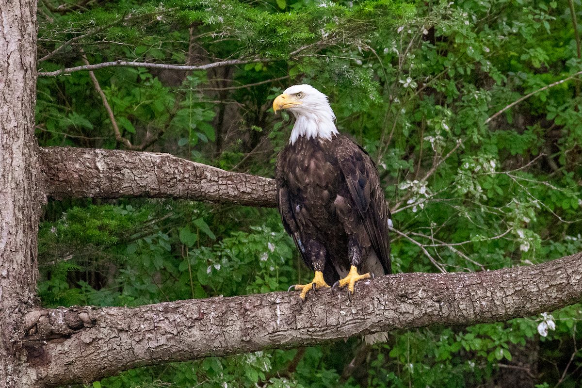 Bald Eagle in the Discovery islands seen while hiking