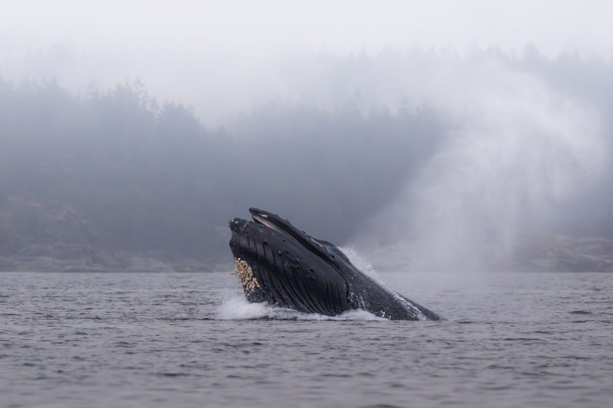 A humpback whale partially emerges from the water with its mouth open, creating a splash. Misty forested hills and fog are visible in the background.