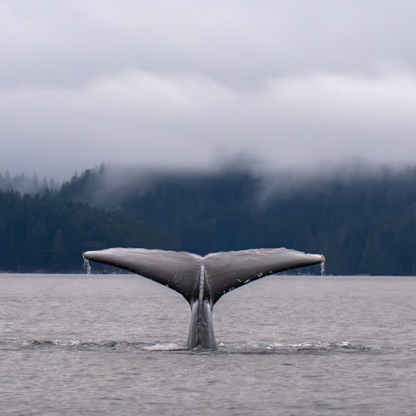 A whale's tail emerges from the water, with droplets falling, set against a misty backdrop of forested hills and cloudy skies.