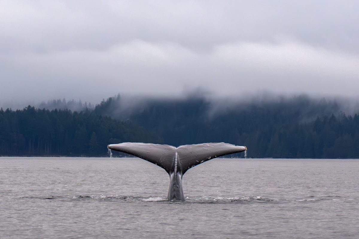 A whale's tail emerges from the water, with droplets falling, set against a misty backdrop of forested hills and cloudy skies.