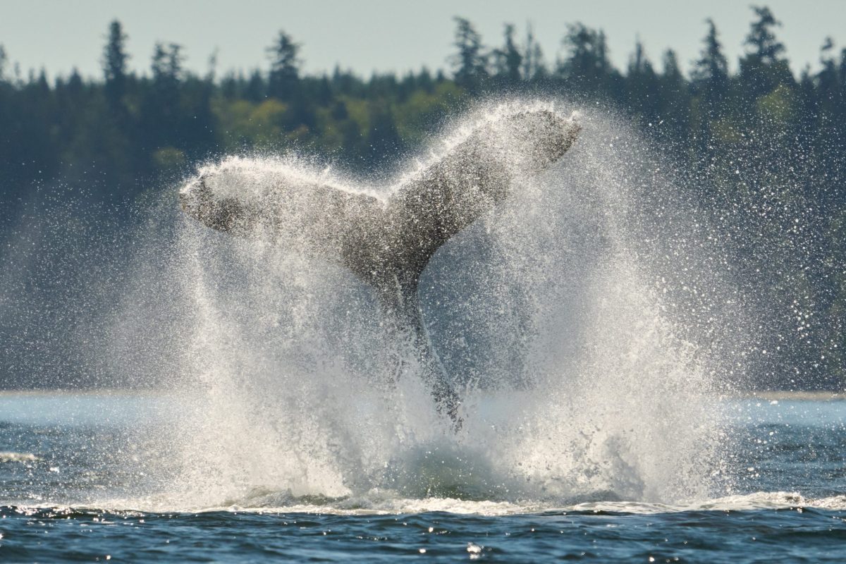 A whale’s tail splashes dramatically in the water, creating a misty spray, with a forested shoreline visible in the background under a clear sky.