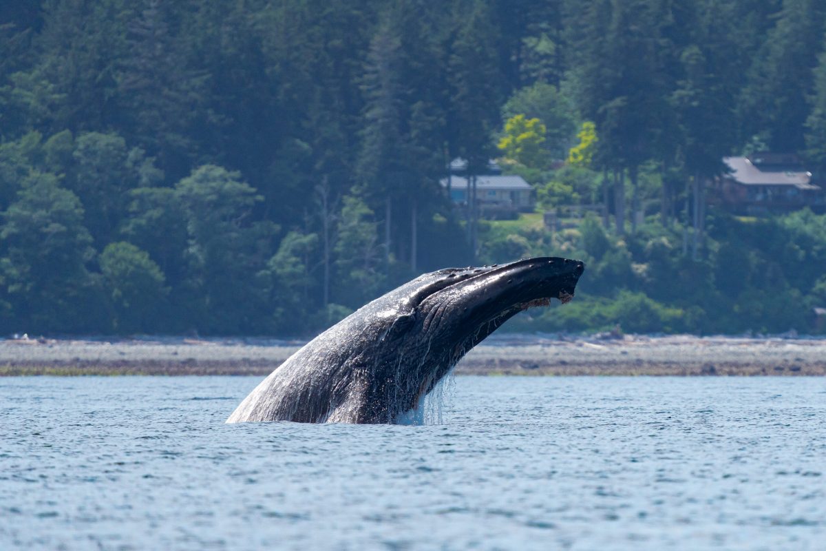 Breaching Humpback Whale off Campbell River