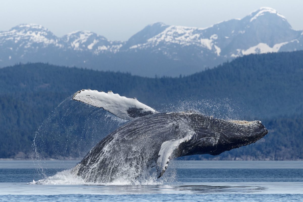 A humpback whale leaps out of the water with its fins extended, creating a splash, with forested hills and snow-capped mountains in the background.