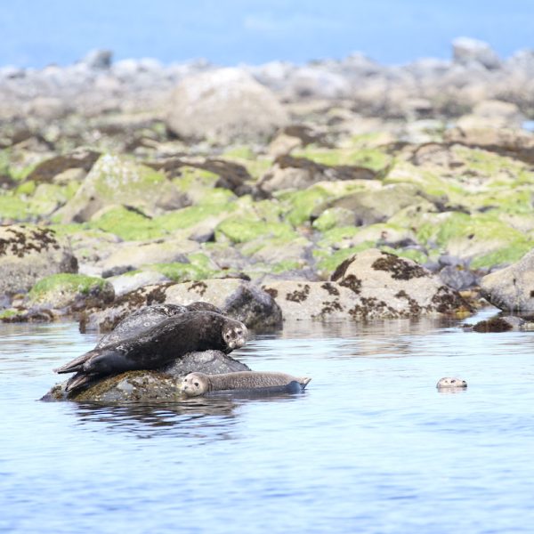 Seals at Octopus Island.